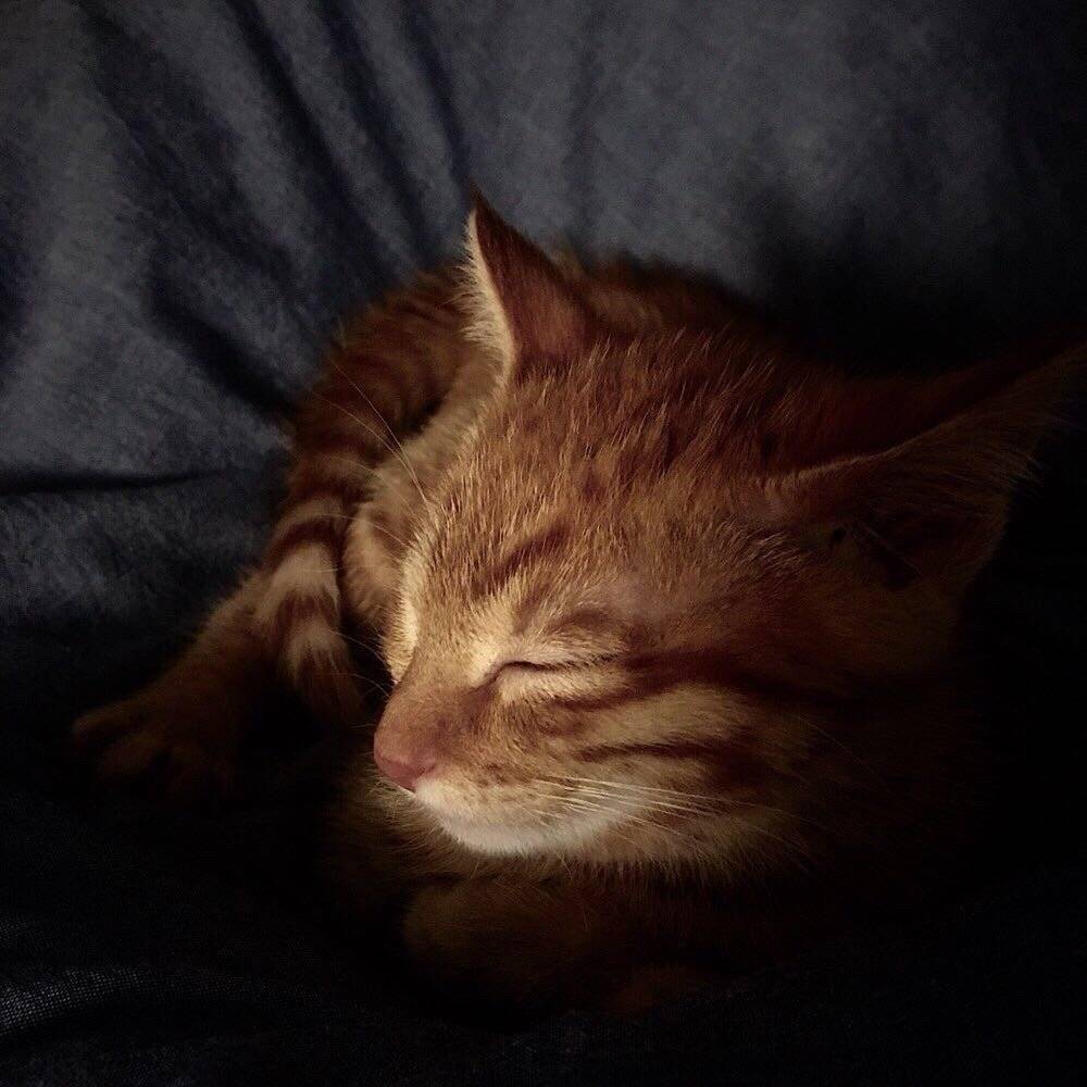 领养的小橘猫-锅巴 本以为是只高冷的猫，谁知是个粘人的小妖精。 走到哪儿跟到哪儿，睡觉必须睡人身上，到家两天就能听懂她的名字，一叫就有回应，你的高冷呢，去哪儿了？