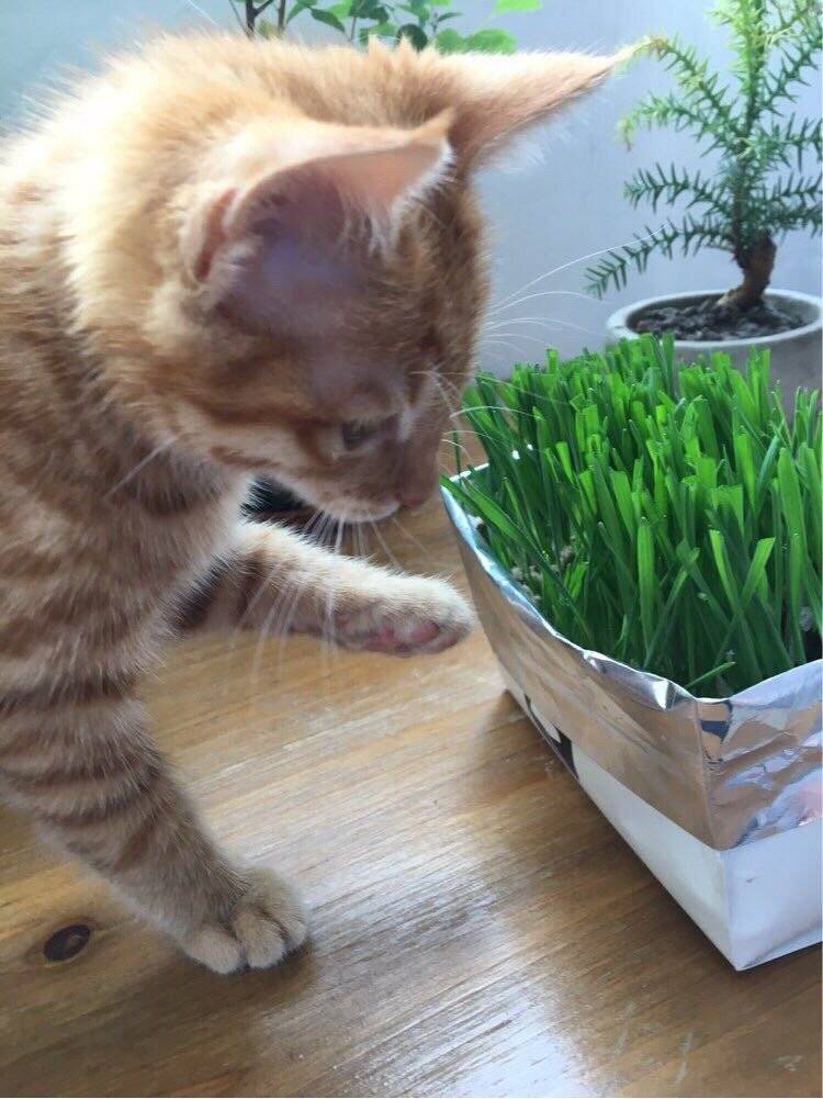 领养的小橘猫-锅巴 本以为是只高冷的猫，谁知是个粘人的小妖精。 走到哪儿跟到哪儿，睡觉必须睡人身上，到家两天就能听懂她的名字，一叫就有回应，你的高冷呢，去哪儿了？