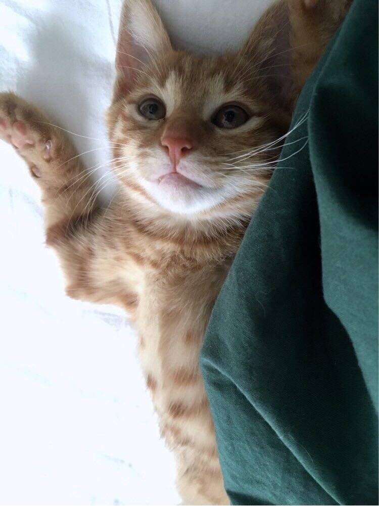 领养的小橘猫-锅巴 本以为是只高冷的猫，谁知是个粘人的小妖精。 走到哪儿跟到哪儿，睡觉必须睡人身上，到家两天就能听懂她的名字，一叫就有回应，你的高冷呢，去哪儿了？