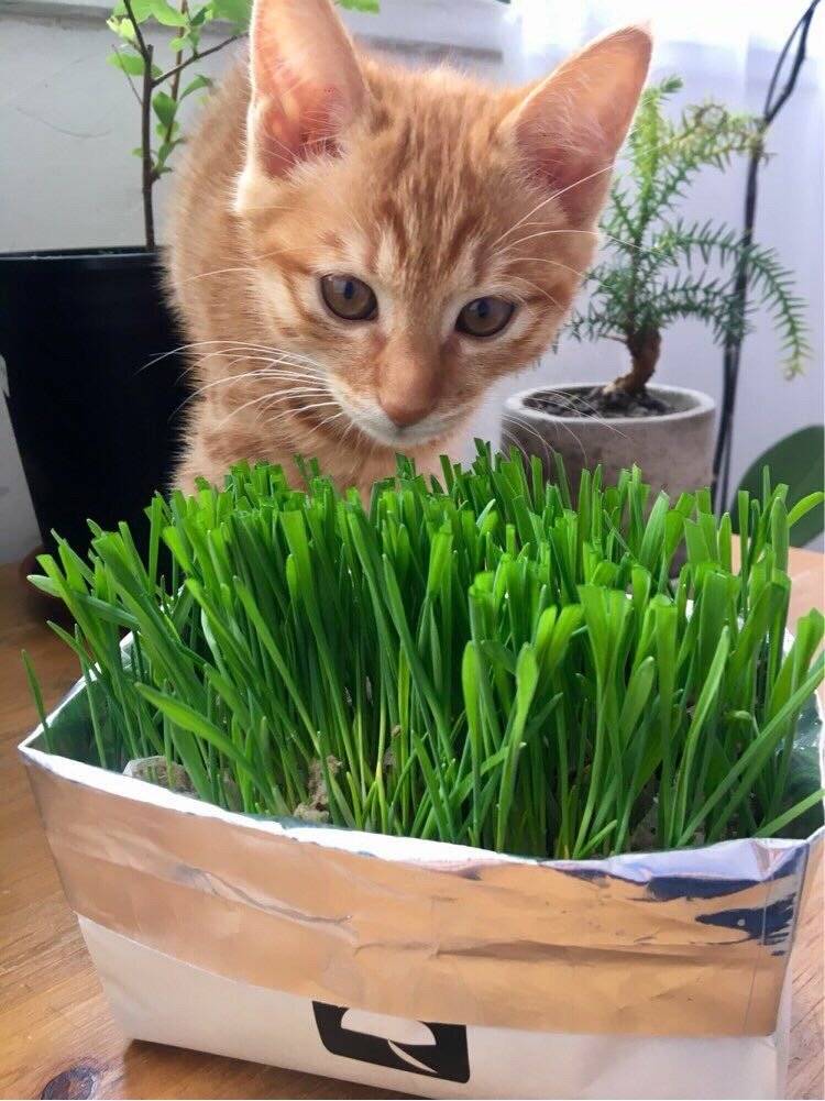 领养的小橘猫-锅巴 本以为是只高冷的猫，谁知是个粘人的小妖精。 走到哪儿跟到哪儿，睡觉必须睡人身上，到家两天就能听懂她的名字，一叫就有回应，你的高冷呢，去哪儿了？