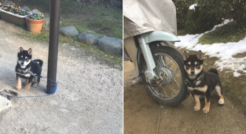 要是把柴犬拴起來，它就会把牵引绳绕两圈盘绕起來，狗：利害吧！
