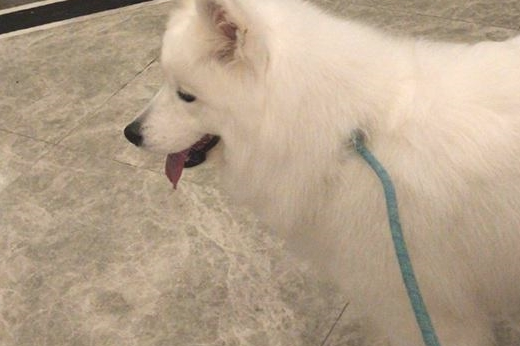 姥姥照料家里猫和狗,萨摩耶软糖和小猫咪麻糬反映出现异常,母亲:没良心
