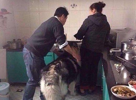 狗狗正在厨房偷吃，被主人拍到证据后还不承认，狗狗表情亮了