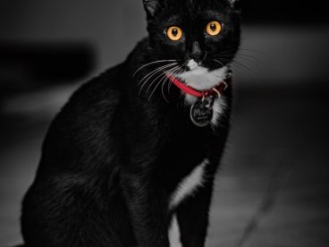蹲坐在地上的黑色小猫咪图片
