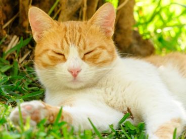 草地可爱懒洋洋的小花猫图片
