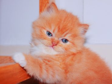可爱家养宠物猫图片