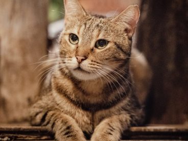 治愈系可爱小猫咪摄影图片