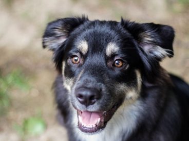 黑色中华田园犬图片