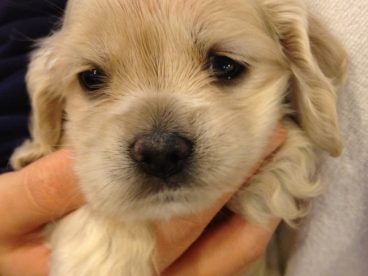 金毛犬幼犬图片