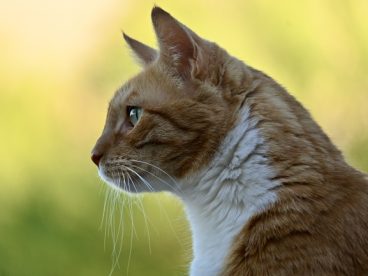 凝视远方的小萌猫图片
