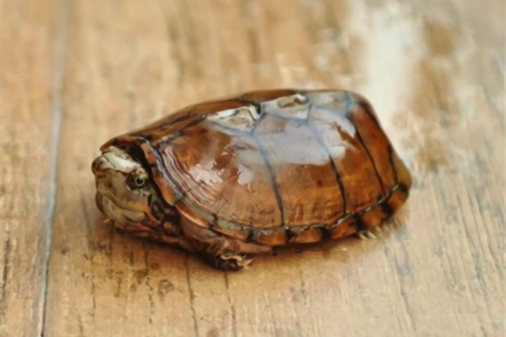 虎纹麝香龟身份信息