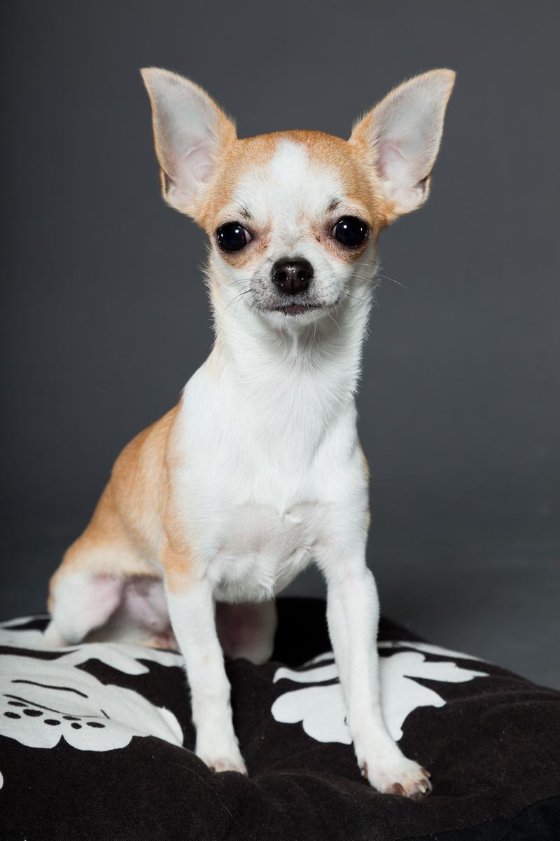 查理王小猎犬:优雅与忠诚的完美结合