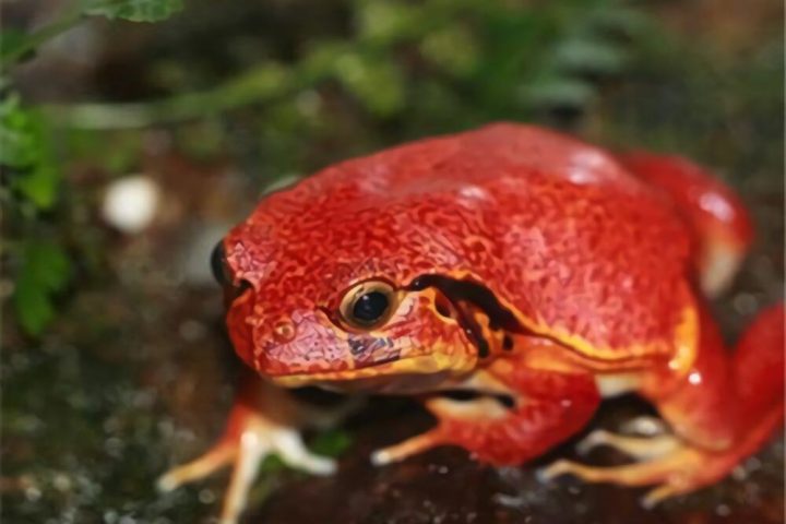 番茄蛙身份信息