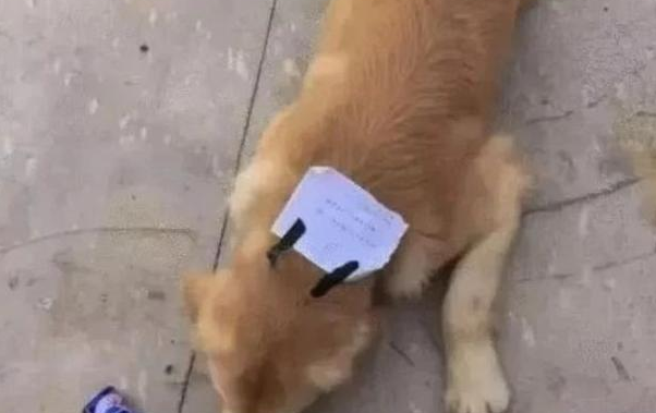 金毛狗悄悄出去玩,回家的身上带账单,主人一看那时候笑喷