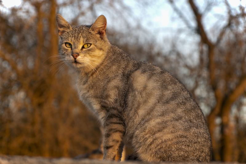 蒂法尼猫品种介绍