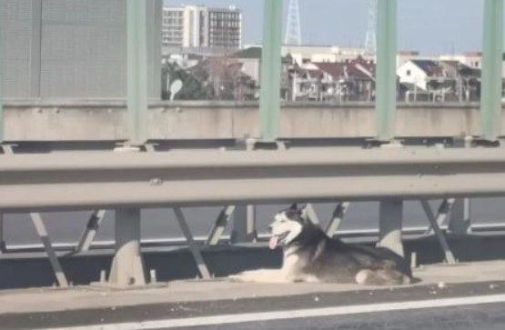 哈士奇误闯高速致堵车!网友:这次真的“堵成狗”