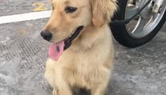 迷路金意外客串警犬 狂吠偷车贼帮忙逮人