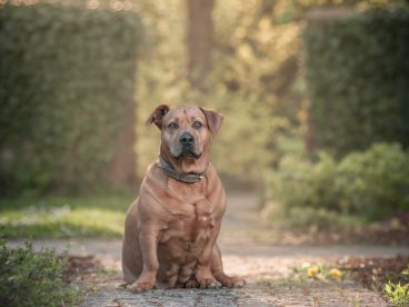 斯塔福德郡斗牛犬图片