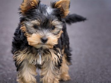 玩具犬图片