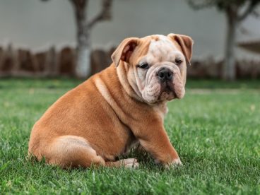 可爱英国斗牛犬图片