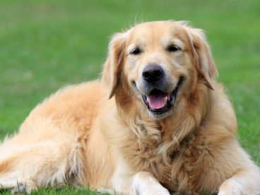 美式纯种金毛犬图片