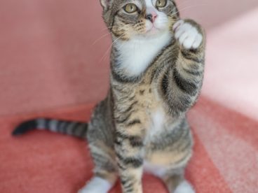可爱欧洲短毛猫萌宠写真图片