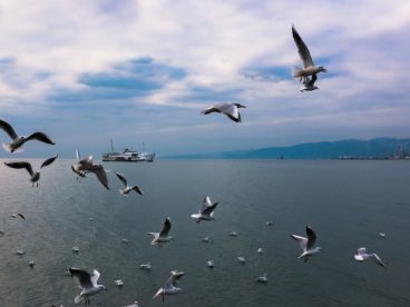海鸥群飞图片