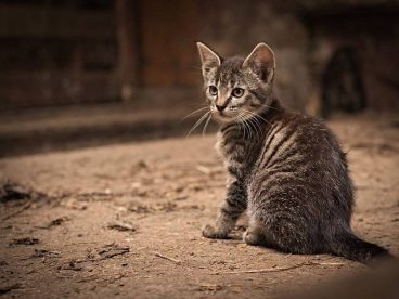 小猫 宠物