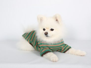 超萌超可爱博美犬图片