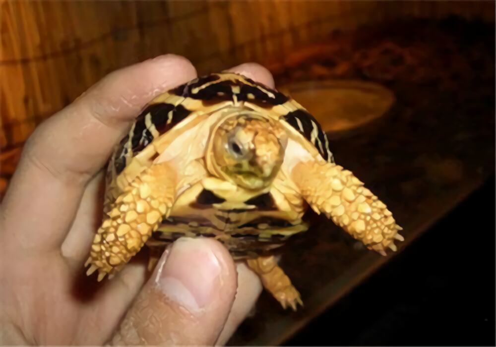 印度星龟身份信息