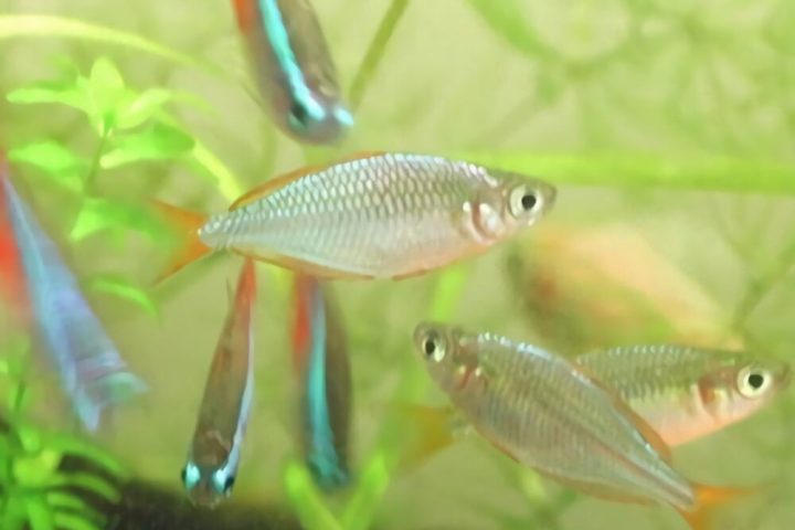 电光美人鱼身份信息