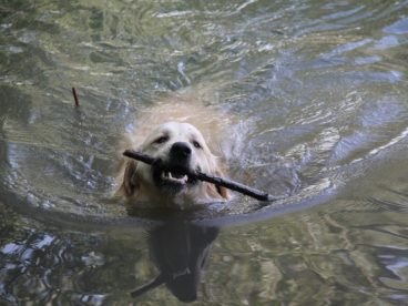成年金毛猎犬图片
