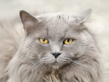 白色萌猫咪图片