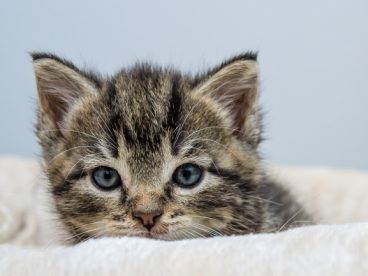 可爱狸花猫壁纸图片