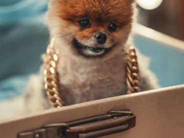 可爱迷你狗狗图片