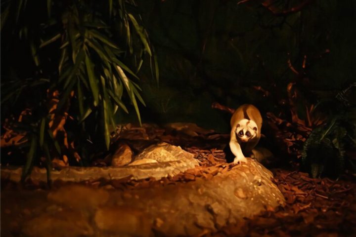 懒猴身份信息