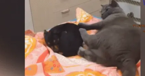 霸道猫咪遇上狗，将狗推下床，就像屎壳郎推粪球