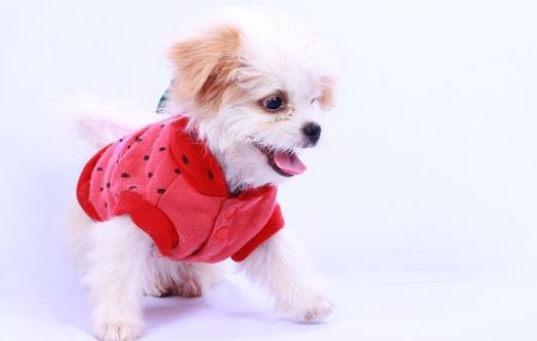 狗狗被遗弃后患上焦虑症，爱上穿衣服，暖心主人为其打造专属衣柜