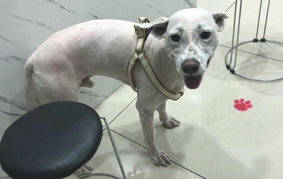 流浪犬走在路上往返徘徊，男孩儿送去宠物用品店后，营业员：捡到宝了