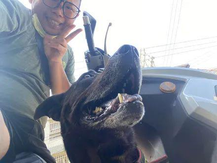 网友在路边回信息，结果被狗子强迫搭霸王车：不认识你呀！