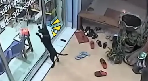 聪明狗狗跑丢后,竟去宠物诊所找主人