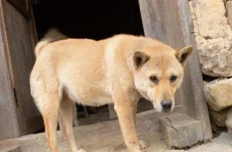 狗狗赖在猪舍不愿走，最终大伙儿发觉了他的个人行为让人惭愧
