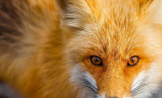 美国老人被类狗动物疯狂撕咬,事后狂打12针狂犬疫苗