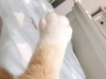 毛茸茸暖暖的猫爪爪，想握的举手！