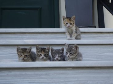 五只可爱小猫图片