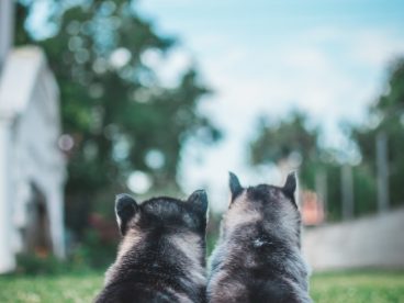 纯种哈士奇幼犬图片