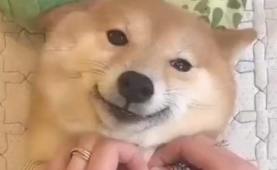 主人家给柴犬脱光衣服，它则是一脸奉承地笑：完后，我不干净了啊！