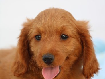 可爱超萌金毛犬图片