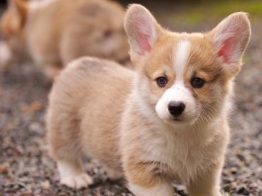 可爱柯基幼犬图片