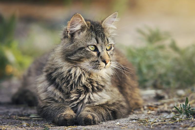 挪威猎鹿犬品种介绍，挪威猎鹿犬优缺点